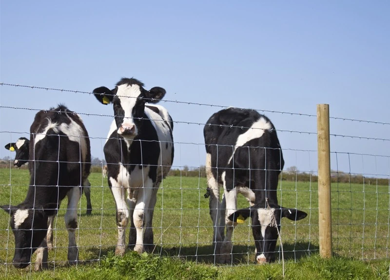 Galvanized Cattle Yard Fence with Low Price and Best Quality